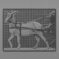 Goat Walking, Pulling Sulky