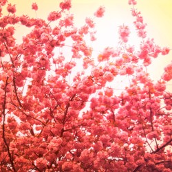 Im Garten der Freude