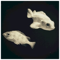 Slow Wave