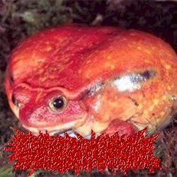 🍅The Tomato Frog🍅