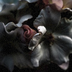 A Broken Mirror Cuts Your Face