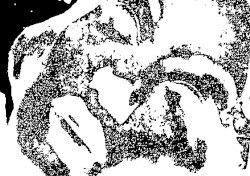 cosmic giant