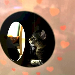 All the Pretty Little Kittens