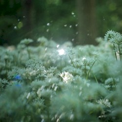 Sound Journal I