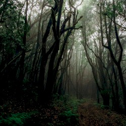 Thou Shalt Also Decree A Thing, And It Shall Be Established unto thee:and the light shall shine upon thy ways