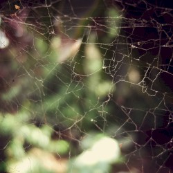 Silktremor