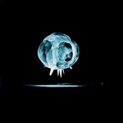 New Ghost