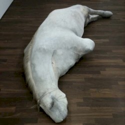 beating a dead horse