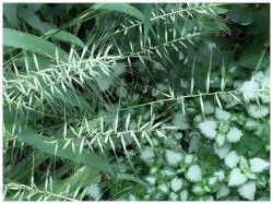 The Lost Zen Meditation Tapes