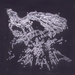 Vuela, y sus pupilas se dilatan