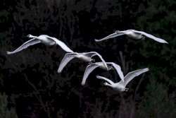 Wings of Flight, Volume 2