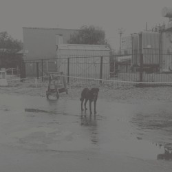 After Its Own Death / Walking in a Spiral Towards the House