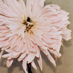 I Can’t Make You Love Me