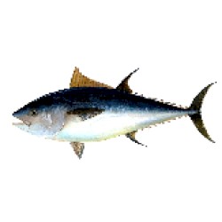 maybe it is a tuna