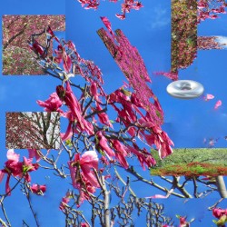 the flowers froze last night, but they were still pretty