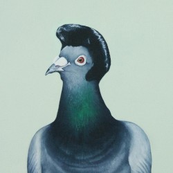 1/2 dove - 1/2 pigeon