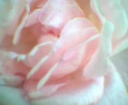 Howling Rose