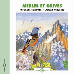 Merles et grives / Larger Thrushes