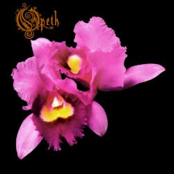 Orchid
