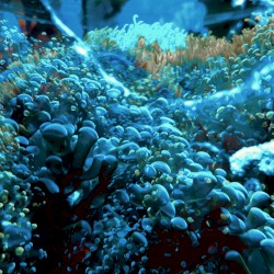 Tide