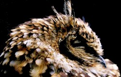 Cabaret Dictatorship