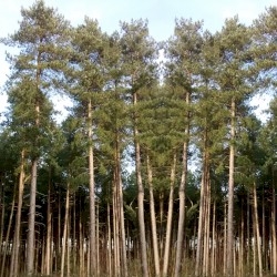 thicket