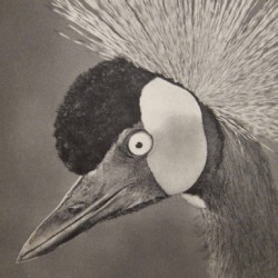 Transmissions From Telos Vol. 4