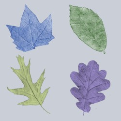 Fallen leaves singles
