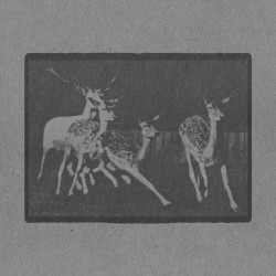 A Group of Fallow Deer Running