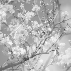 Hanamichi - The Final Studio Recording Vol. II