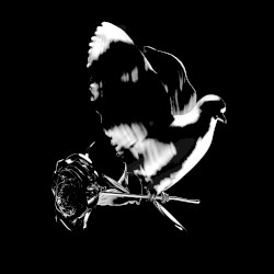 Shoot for the Stars Aim for the Moon