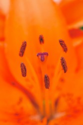 Classic Ambient Symphony for World Peace