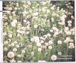 El estanque Esmeralda