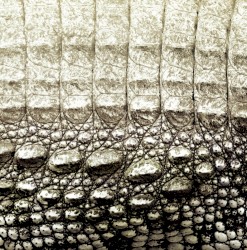 How Doth the Little Crocodile Improve His Shining Tail