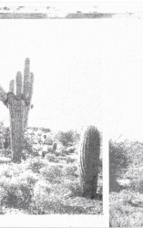 Even the Thorn Wind Sings