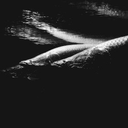 Merope (SVLBRD Ambient Mix)