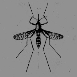 The Mosquito Control EP