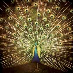 Which Side Are You On?