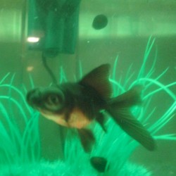 Fishtank