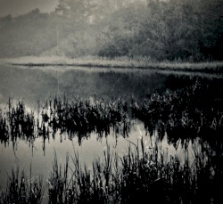Beneath the Cypress