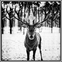 Vom Waldläufer zum Champ