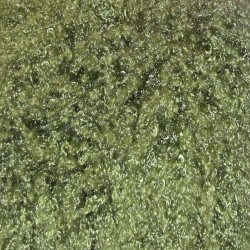 music for crowd noise 2025