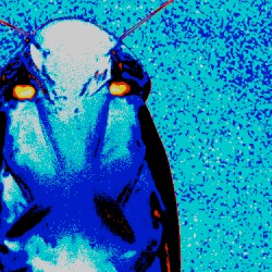 Cockroach Racing (remix)