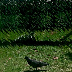 Gogatsu no Hato (Mai Taube)