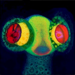 Cassius, Brutus & Judas