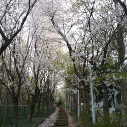 꽃샘추위 (Recurrence)