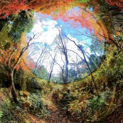 Cryptozoon X LIVE 2012