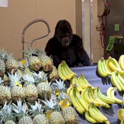 Inside Town and Country Shoreline (Cellphone Recording)