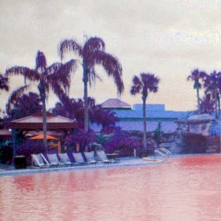 Purple Palm