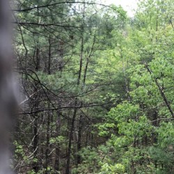 Millstone Woods May 2018